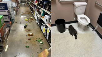 Guaxinim invadiu loja de bebidas em Ashland, Virgínia (EUA)