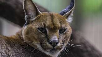 gato-dourado africano – depositphotos.com / shamsamir