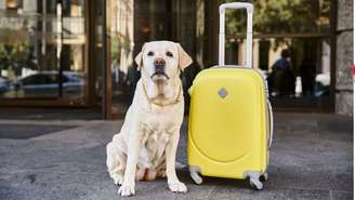 Vai viajar com o pet? Veja o que não pode faltar