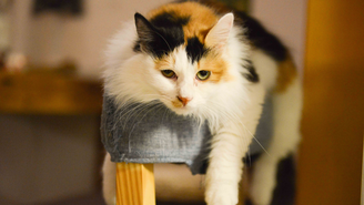 Futuramente, além de combater a obesidade em gatos, os especialistas pretendem usar o remédio para tratar diabetes e doença renal crônica