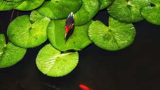 Suas folhas em forma de disco funcionam como “plataformas naturais”, sustentadas por uma estrutura interna reforçada que garante flutuação e resistência – depositphotos.com / atosan