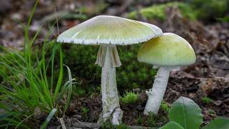 O “death cap”, um dos cogumelos mais letais do mundo, está entre os principais responsáveis pelo surto recente de intoxicação no estado – depositphotos.com / Machacek