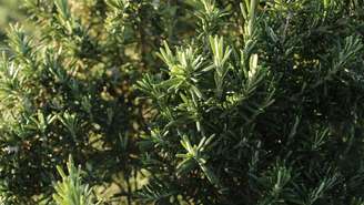 Alecrim: conheça os benefícios físicos, emocionais e espirituais da planta da felicidade, suas propriedades medicinais e usos no dia a dia