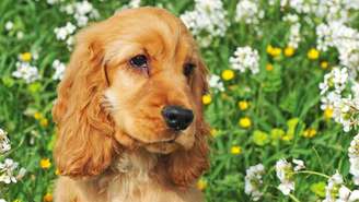 Com orelhas longas e olhar expressivo, o cocker é curioso, inteligente e adora seguir o tutor pela casa – depositphotos.com / cynoclub