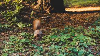 A fauna brasileira seguiu um caminho evolutivo próprio: cutias, pacas e outros roedores ocuparam nichos que, em outros continentes, pertencem aos esquilos – depositphotos.com / EdZbarzhyvetsky