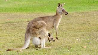 canguru – depositphotos.com / potteret