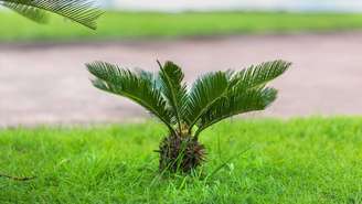 Em casas onde há cães curiosos, o contato com partes específicas da palmeira-sagu pode representar um perigo real para a saúde. Em especial, quando há ingestão de sementes, folhas ou raízes – depositphotos.com / Batechenkofff