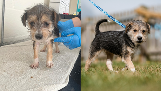 A ONG britânica Blue Cross Burford resgatou o cachorro, de apenas seis semanas, parcialmente cego e pesando apenas 1,75 kg