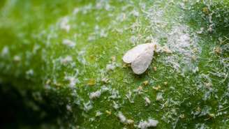 Além do dano direto, a mosca-branca é uma das principais transmissoras de viroses nas lavouras – depositphotos.com / utkarsh07