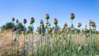 A flor de alho está em alta nas redes sociais e, por isso, diversas pessoas estão adquirindo a planta para colocar em sua casa