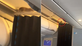 Rataza é flagarada à bordo de avião da KLM Airlines