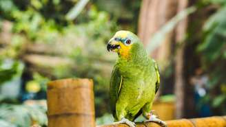 Embora curiosos, animais não podem ser considerados testemunhas formais, já que não compreendem contexto nem podem ser interrogados em tribunal – depositphotos.com / IgorVetushko