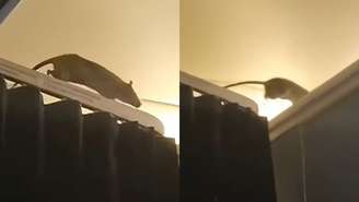 Ratazana é flagrada a bordo de avião e desespera passageiros