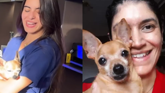 Pinscher que viralizou nas redes por ser 'fã' de Marisa Monte morre aos 18 anos no DF