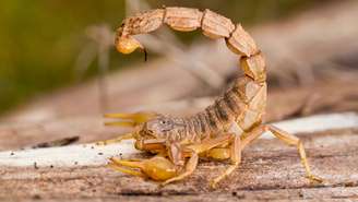 Saiba o que fazer em caso de picada de escorpião, reconheça os sinais de gravidade e veja como evitar a presença do animal em casa 