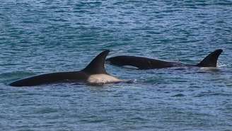 Inteligência, cooperação e estratégias de caça permitem que a orca neutralize o tubarão, mesmo sendo ambos grandes predadores – depositphotos.com / FOTO4440