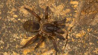 aranha de alçapão – depositphotos.com / RealityImages