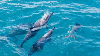 Cada mergulho, uma surpresa – depositphotos.com / AntonelloStock