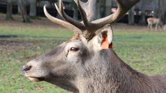 Imagem ilustrativa de um veado em uma floresta em Yvelines, perto de Paris.