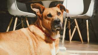 Pesquisa com DNA de 305 cães mostra por que o vira