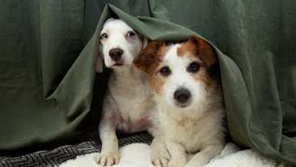 Levantamento mostra que a maioria dos pets têm medo de fogos e muitos sofrem ansiedade, fugas e até acidentes; veja como prevenir