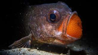 Um peixe macho que choca os ovos na boca é uma das imagens selecionadas