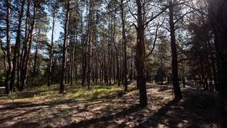 Além da madeira, o pinheiro contribui para a retenção de carbono, proteção do solo e abrigo da fauna – depositphotos.com / Y-Boychenko