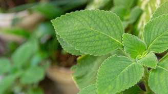 Apesar da fama de “amigo do fígado”, o chá de boldo deve ser consumido com moderação e atenção às contraindicações – depositphotos.com / brunomartins246