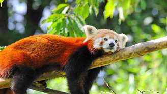 O panda-vermelho, conhecido cientificamente como Ailurus fulgens, tem origem em regiões de alta montanha do Himalaia e no sudoeste da China – depositphotos.com / NataliiaMelnyc