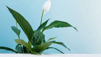 Plantas de estrutura compacta, como lírio-da-paz e palmeira-ráfis, são ideais para quem busca praticidade – depositphotos.com / AntonMatyukha