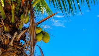 Descubra frutas perfeitas para o verão e seus benefícios para a saúde: hidratação, vitaminas, minerais e muito frescor no dia a dia