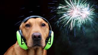 Audição mais sensível faz com que fogos sejam percebidos como ameaça real por pets, exigindo cuidados extras dos tutores nesses períodos – depositphotos.com/nipa74
