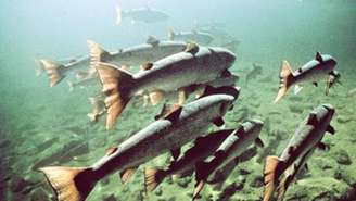 Foto ilustrativa mostra salmões selvagens. Após a remoção de barragens centenárias no rio Klamath, no Oregon, nos Estados Unidos, colônias de salmões voltaram a subir a correnteza em poucos meses, em um resultado descrito por cientistas e pesquisadores como “incrivelmente encorajador”.