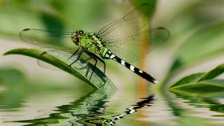 A libélula pode revelar detalhes sobre a qualidade da água – depositphotos.com / svanhorn
