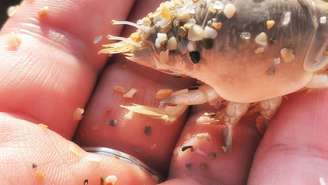 O tatuí vive enterrado na areia e é indicador da saúde das praias – depositphotos.com / Nola misses you