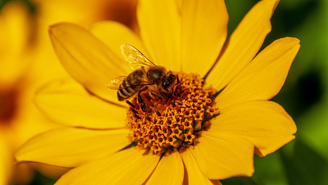Com a medida, as abelhas sem ferrão, responsáveis pela polinização de florestas tropicais, podem ser representadas legalmente