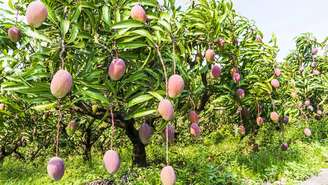 Mangas maduras caem com frequência, atraindo insetos, podendo causar escorregões e gerando acúmulo de resíduos orgânicos se não houver limpeza constante – depositphotos.com / jack520429@gmail.com