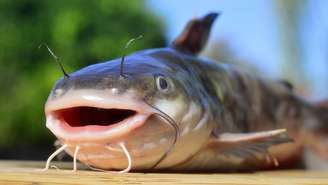 O bagre possui espinhos rígidos nas nadadeiras dorsal e peitorais, conectados a glândulas que liberam uma substância tóxica – depositphotos.com / coconat