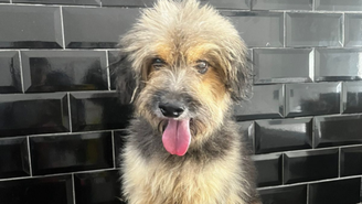 O cachorrinho Duque morreu após sofrer consequências com o barulho da queima de fogos no Ano Novo