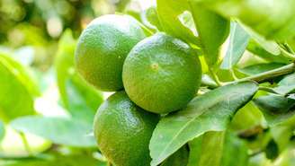 Entre as menores opções, destacam-se o limoeiro anão, a laranjeira anã, o pitangueiro anão e a jabuticabeira anã, que podem ser cultivados em vaso e mantidos com menos de 2 metros de altura, muitas vezes em torno de 1 a 1,5 metro – depositphotos.com / chayakorn.lot@gmail.com