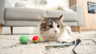 Os momentos diários de brincadeira contribuem para a saúde física e mental dos gatos, além de reduzirem comportamentos problemáticos