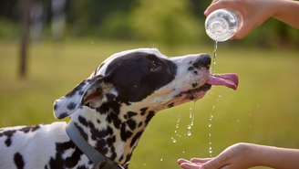 O calor pode reduzir o apetite e a hidratação dos pets
