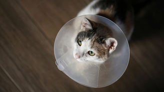 De acordo com veterinários, castrar gatos precocemente pode reduzir o risco de doenças, como a leucemia felina e tumores mamários