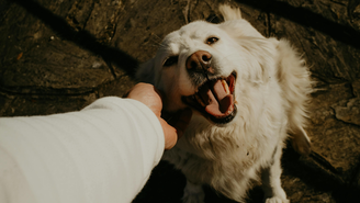 Os pets têm maior dificuldade para regular a temperatura corporal e, por isso, ficam vulneráveis nos dias de calor