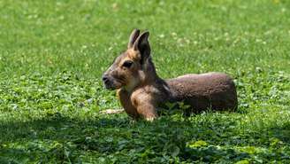Clima frio, vegetação de estepe e grandes campos abertos criaram o ambiente ideal para a sobrevivência do mara na Patagônia argentina – depositphotos.com / RudiErnst