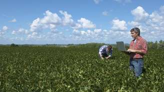 O nitrogênio é essencial para o crescimento das folhas, para a formação de proteínas e para o desenvolvimento geral das culturas agrícolas – depositphotos.com / Focusarg