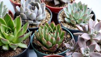 Aprenda a cuidar de suculentas com esse guia prático