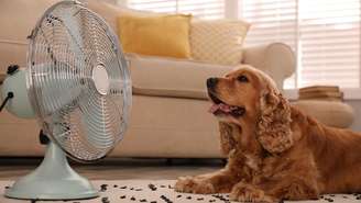 Entenda mais sobre hipertermia em pets.