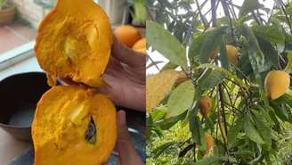 Conheça a canistel, fruta tropical de polpa cremosa e rica em vitaminas, saiba como cultivar, consumir e aproveitar seus benefícios 