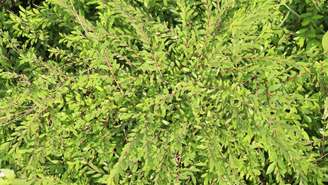 O SUS passará a utilizar remédio fitoterápico com o objetivo de transformar o uso popular em um medicamento de padrão farmacêutico